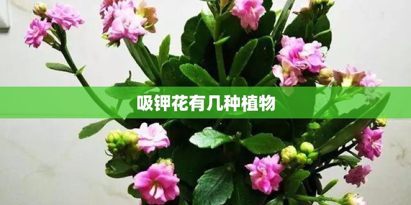 吸钾花有几种植物