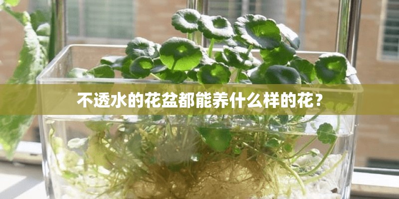 不透水的花盆都能养什么样的花？