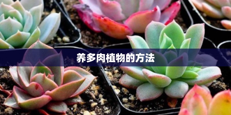 养多肉植物的方法