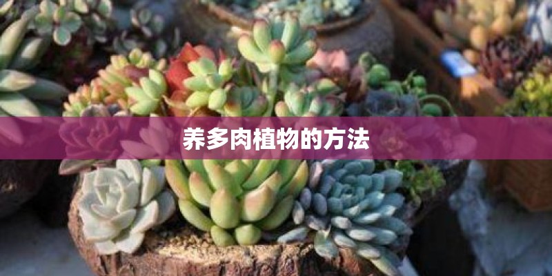 养多肉植物的方法