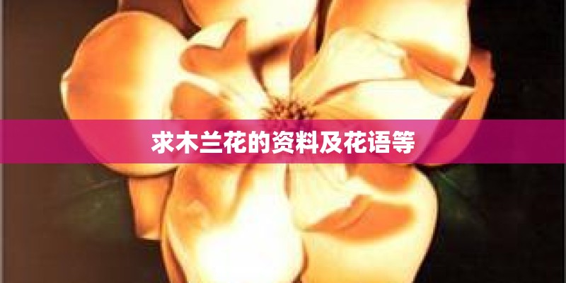 求木兰花的资料及花语等