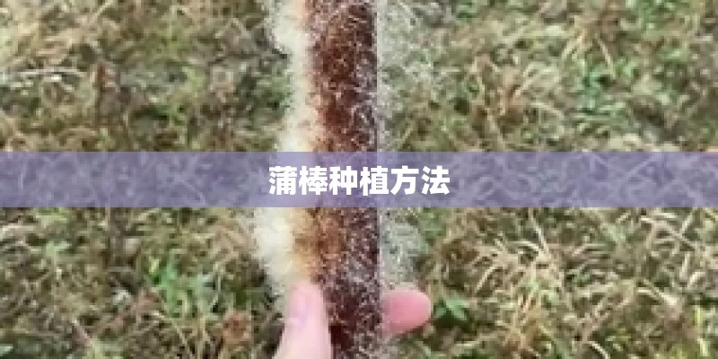 蒲棒种植方法