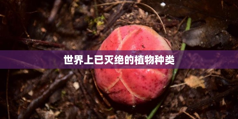 世界上已灭绝的植物种类