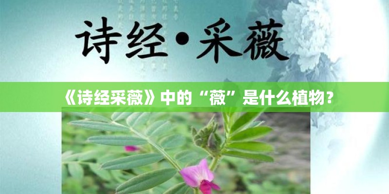 种子的生长幼儿园教案