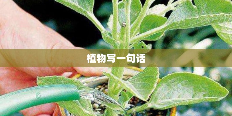 容易种植外国植物
