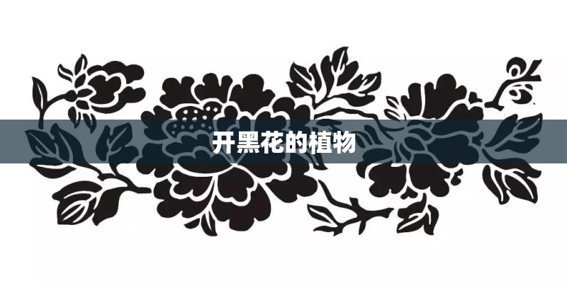 开黑花的植物