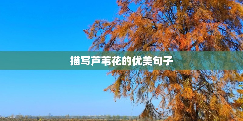 描写芦苇花的优美句子