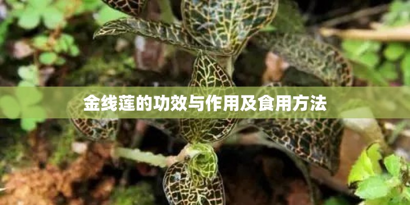 金线莲的功效与作用及食用方法
