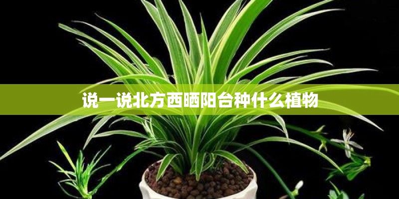 说一说北方西晒阳台种什么植物