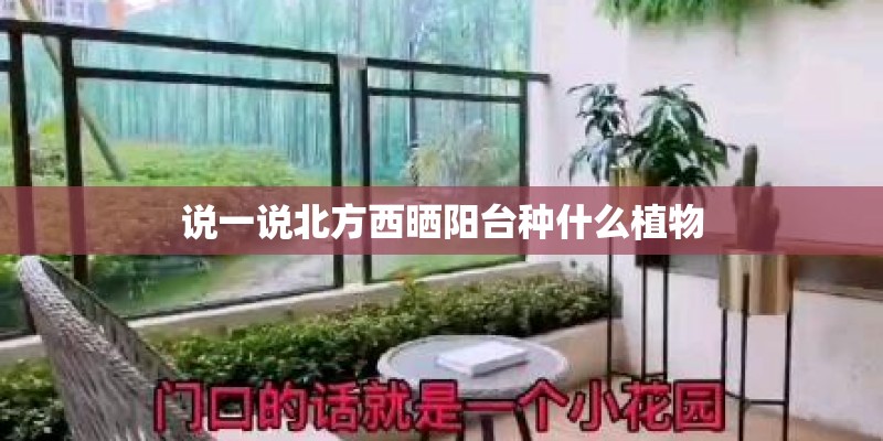 说一说北方西晒阳台种什么植物