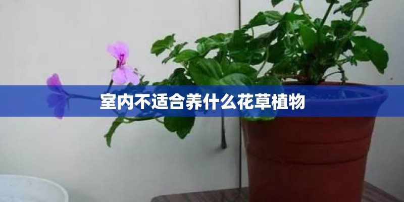 室内不适合养什么花草植物