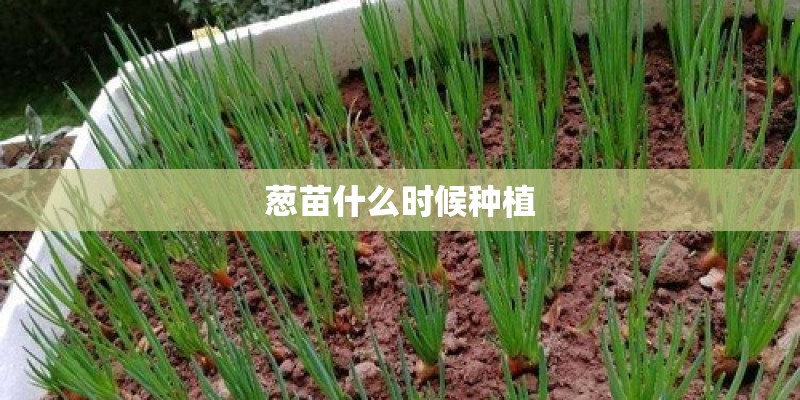 葱苗什么时候种植