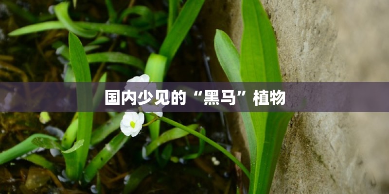 国内少见的“黑马”植物
