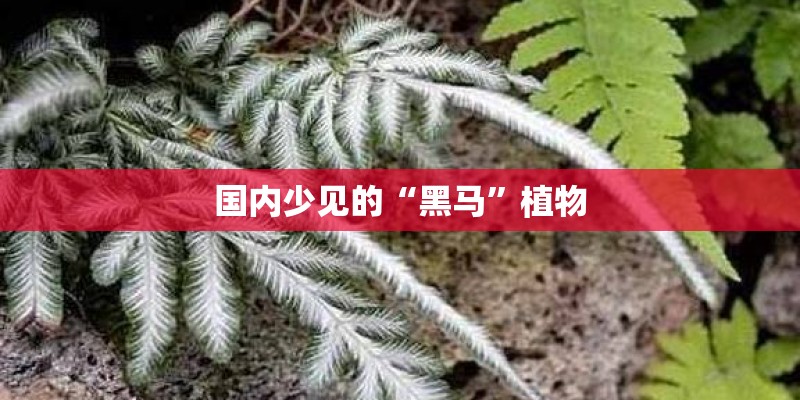 国内少见的“黑马”植物