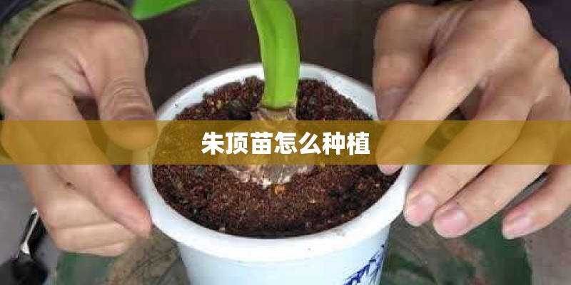朱顶苗怎么种植