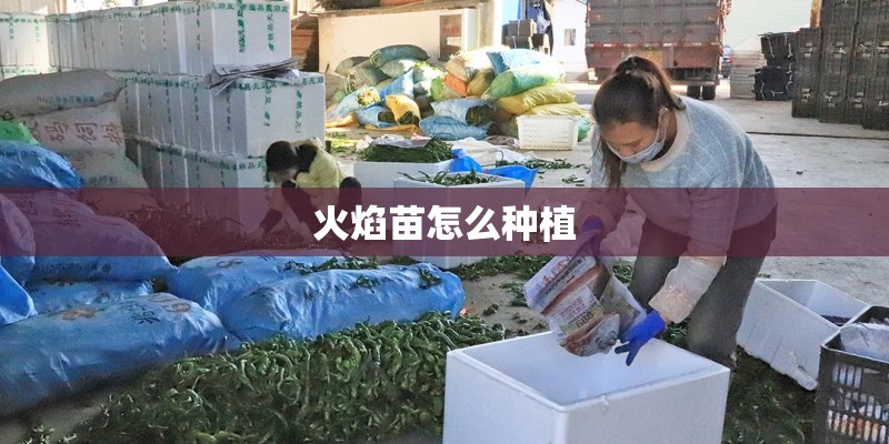 火焰苗怎么种植
