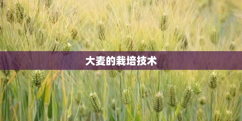 大麦的栽培技术
