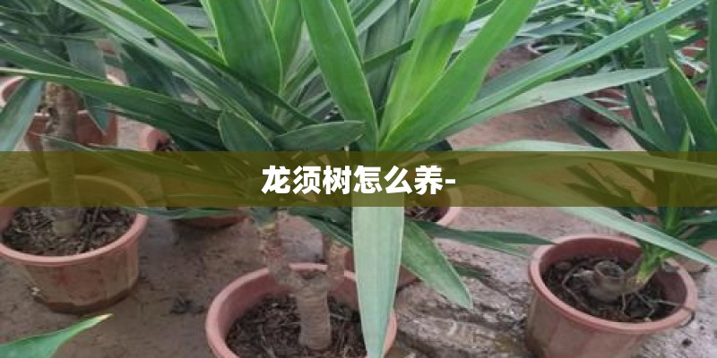 龙须树怎么养-
