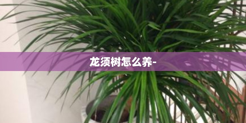 龙须树怎么养-