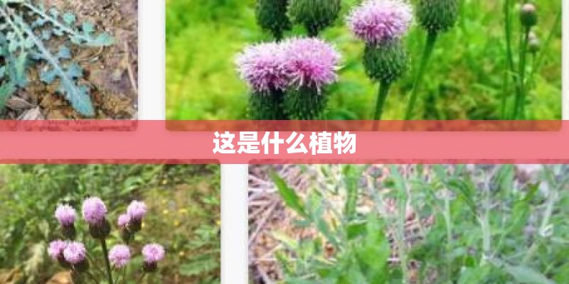 这是什么植物