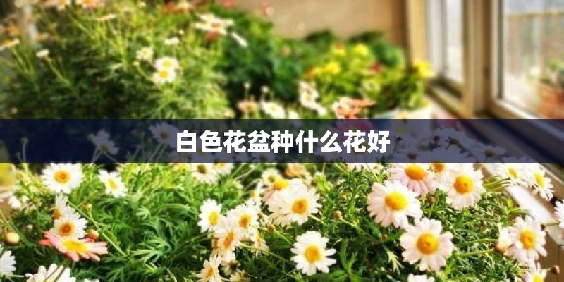 白色花盆种什么花好