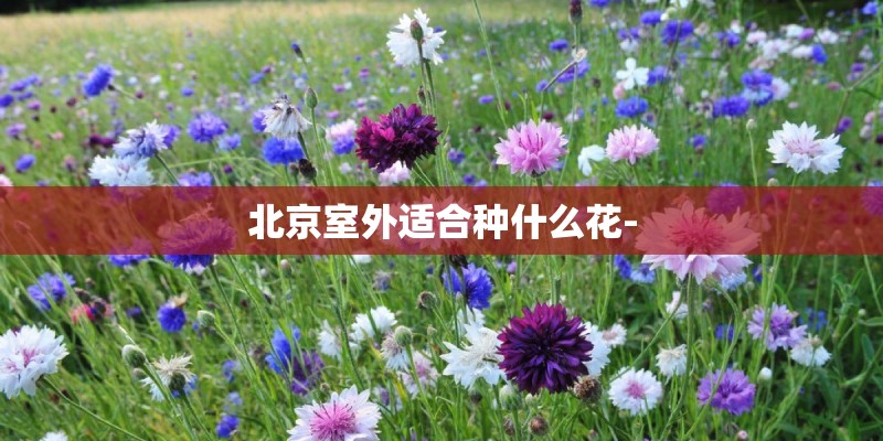 北京室外适合种什么花-