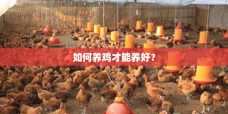 如何养鸡才能养好？