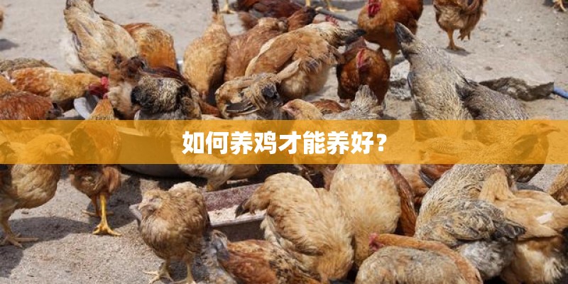 如何养鸡才能养好？