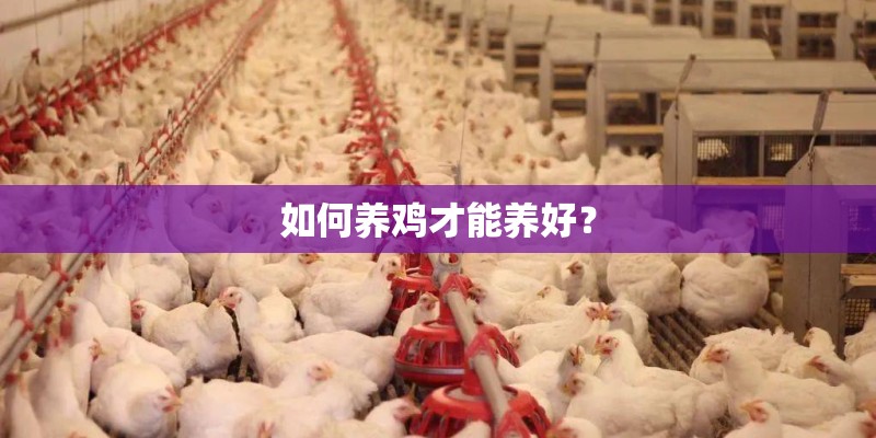 如何养鸡才能养好？
