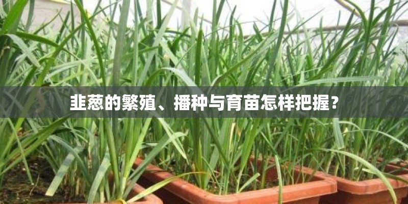 韭葱的繁殖、播种与育苗怎样把握？