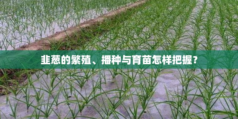 韭葱的繁殖、播种与育苗怎样把握？