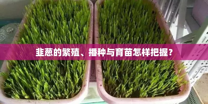 韭葱的繁殖、播种与育苗怎样把握？
