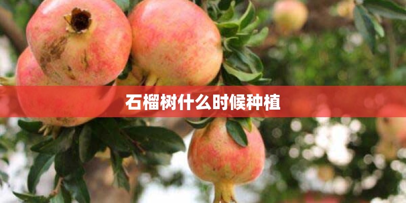 泉州能种沉香吗？
