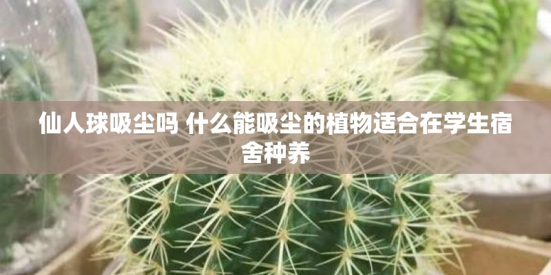 仙人球吸尘吗 什么能吸尘的植物适合在学生宿舍种养