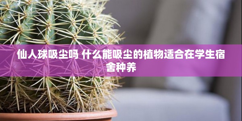 仙人球吸尘吗 什么能吸尘的植物适合在学生宿舍种养