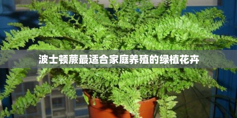 波士顿蕨最适合家庭养殖的绿植花卉