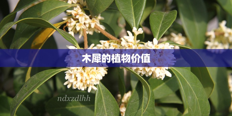 木犀的植物价值