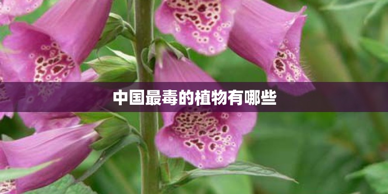 中国最毒的植物有哪些