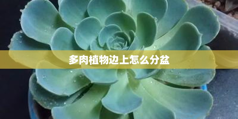 多肉植物边上怎么分盆