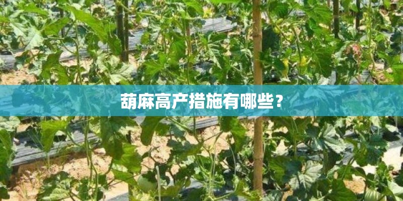 葫麻高产措施有哪些？