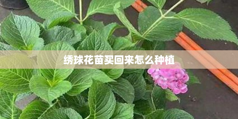 泉州能种沉香吗？