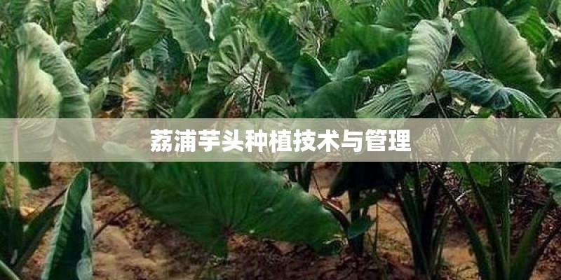 荔浦芋头种植技术与管理