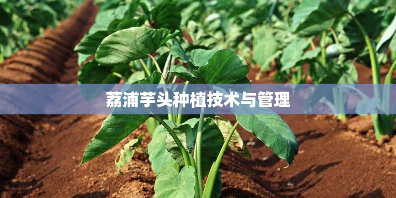 荔浦芋头种植技术与管理