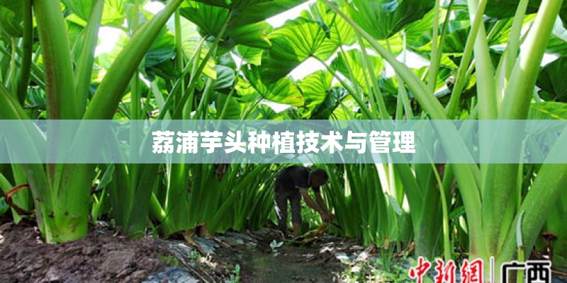荔浦芋头种植技术与管理