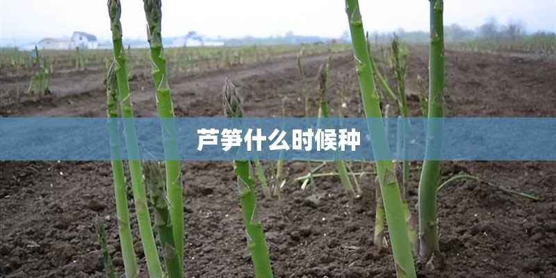 芦笋什么时候种