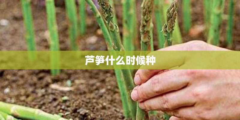 芦笋什么时候种