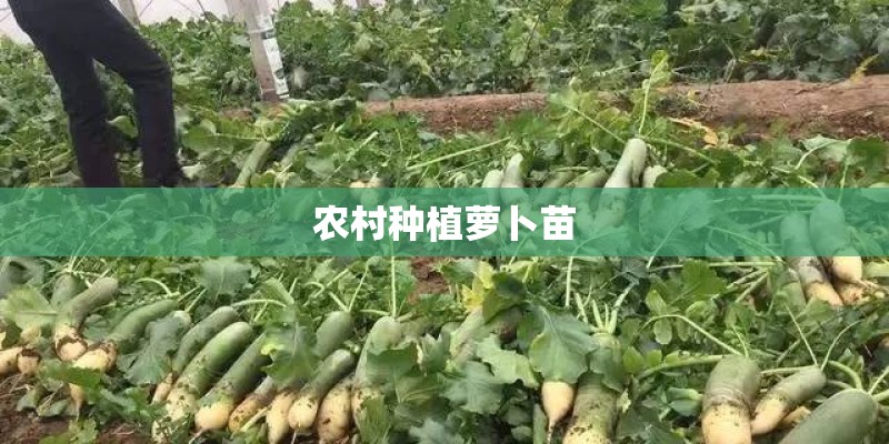 农村种植萝卜苗