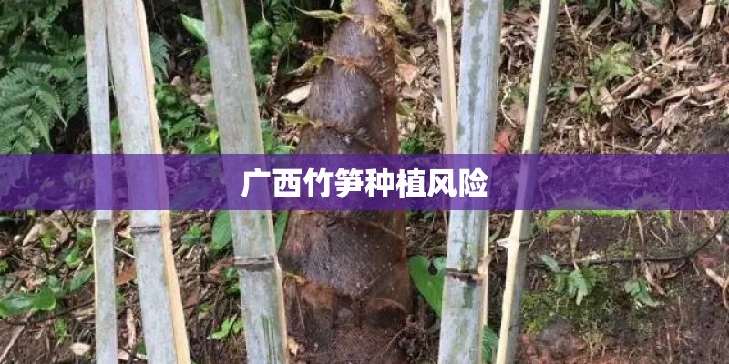 广西竹笋种植风险