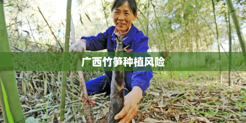 广西竹笋种植风险