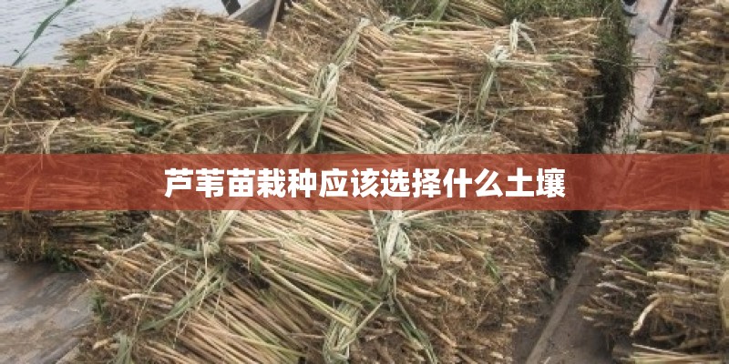芦苇苗栽种应该选择什么土壤